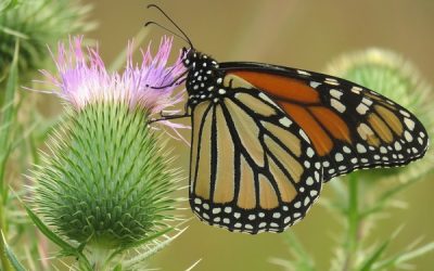 Amid massive declines, NRF joins national effort to protect the monarch butterfly