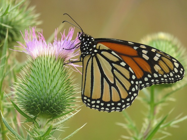Monarch butterflies are a priority for conservation in Wisconsin with the Natural Resources Foundation