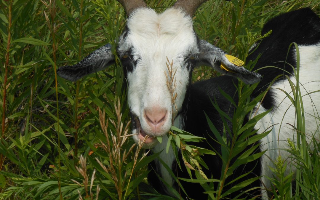 Goats in the forest: A different kind of land management