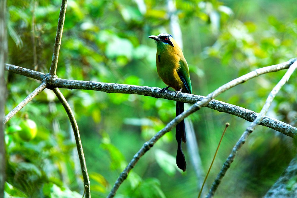 Blue-crowned motmot by Francesco Veronesi