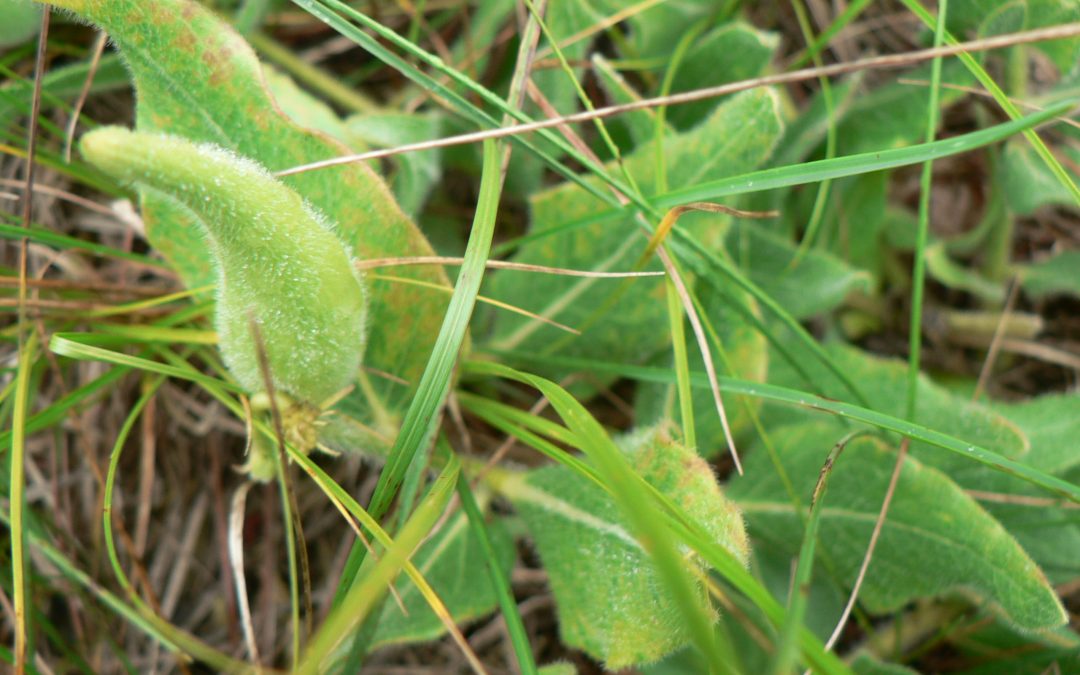 Protecting Wisconsin’s Rare Plants for the Future