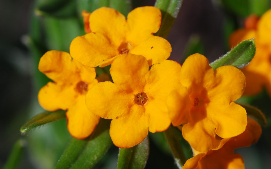 Celebrating a season of spring ephemerals on state natural areas