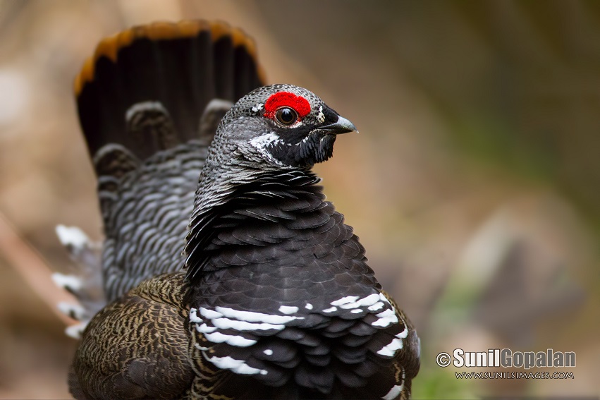 Seeking spruce grouse