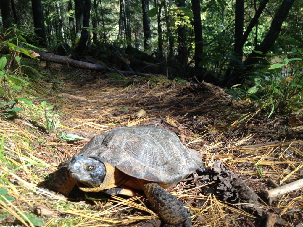 Protecting the state’s wood turtles, one garden at a time Natural