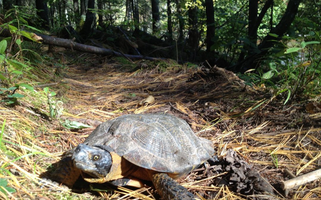 Protecting the state’s wood turtles, one garden at a time