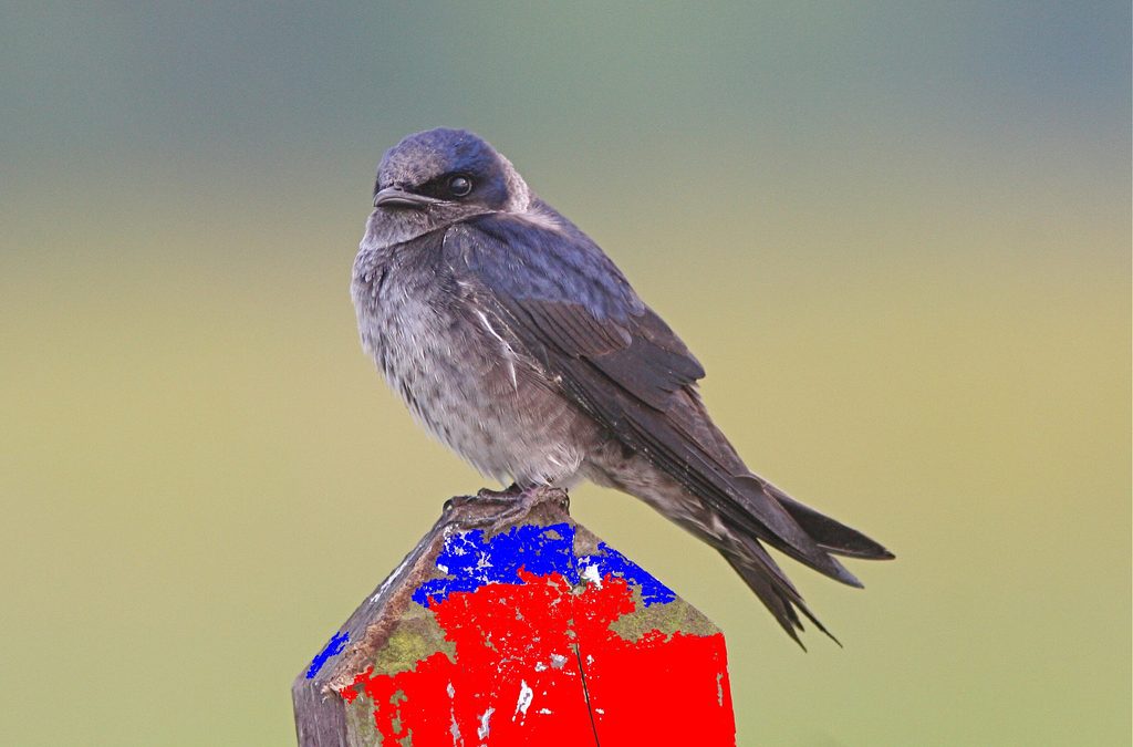 A home for purple martins on Memory Lake