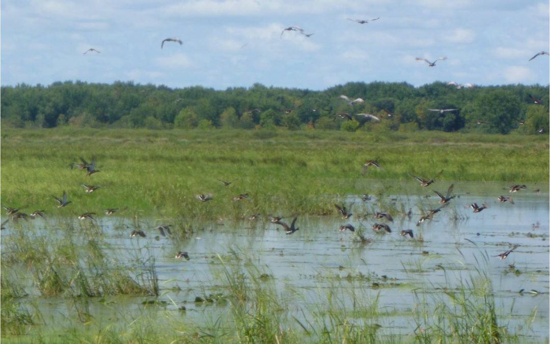 Restoring wild rice for waterfowl in the Mead Wildlife Area