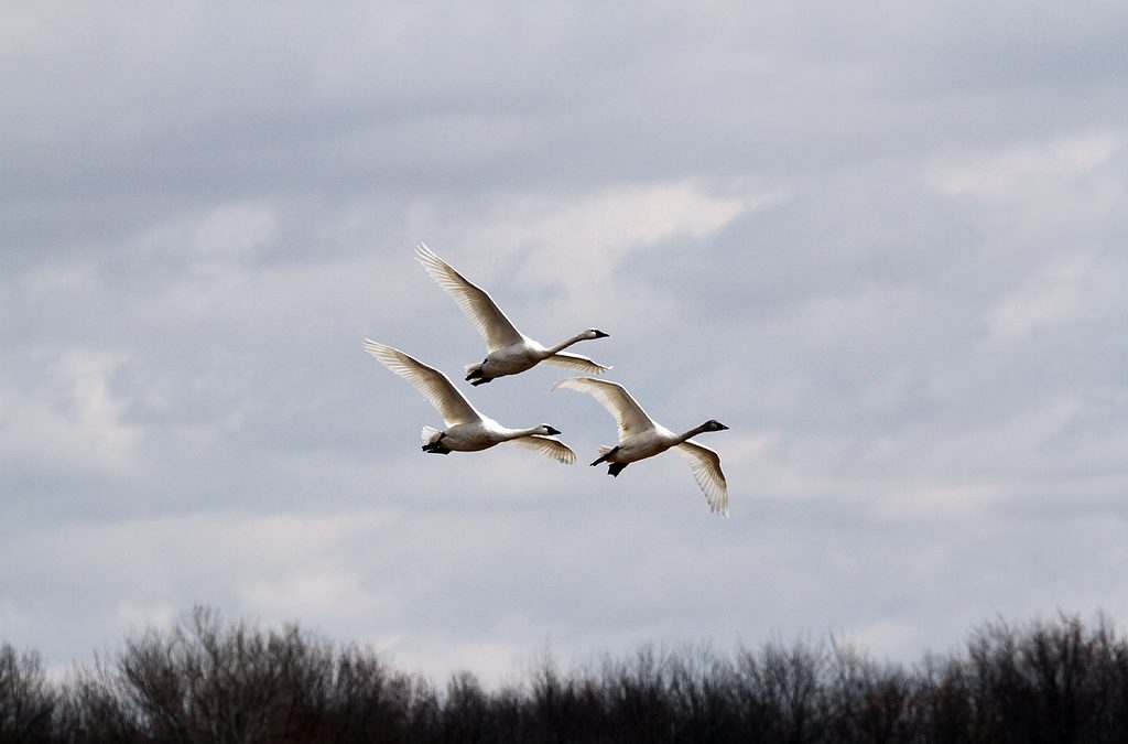 Our Wisconsin Tundra Swan Connection