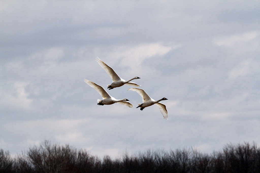 Our Wisconsin Tundra Swan Connection Natural Resources Foundation of Wisconsin
