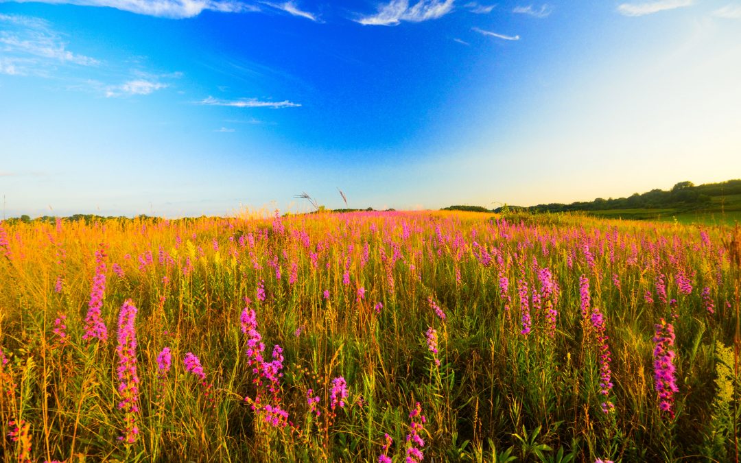 Discovering nature (and supporting conservation) through a camera lens