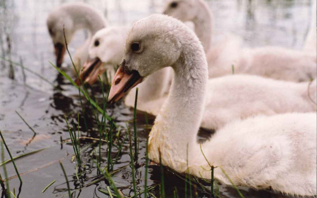 White trumpeter swans make an impressive comeback