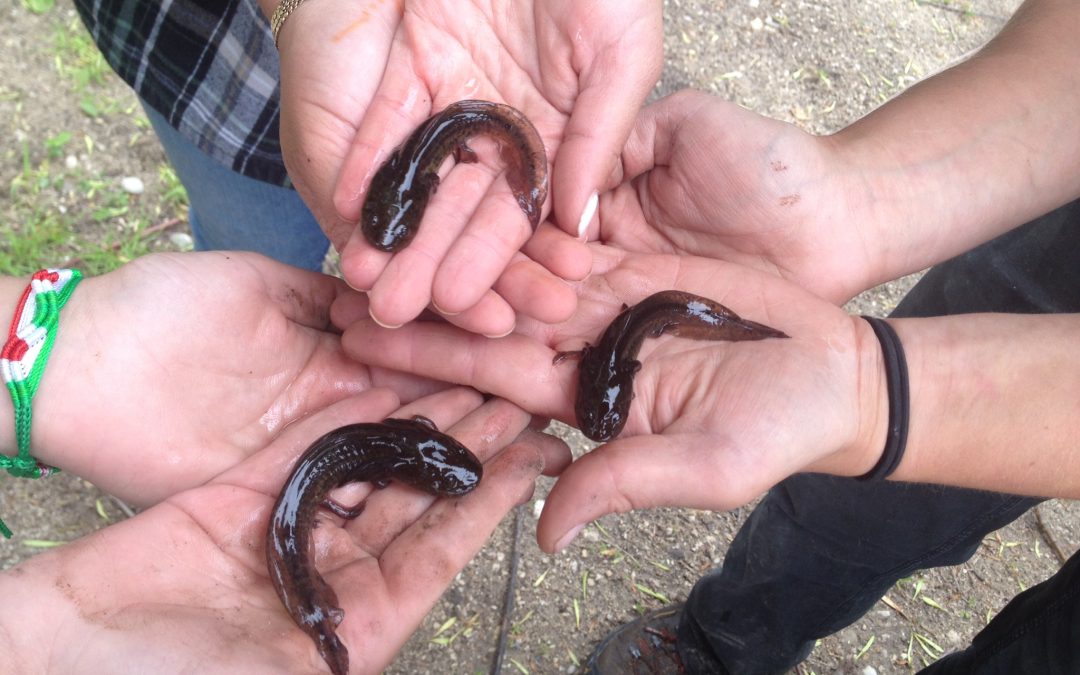 Bringing salamanders back to Mequon Nature Preserve