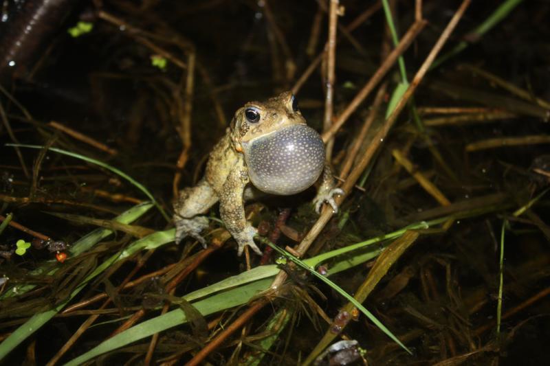 Listening for Frogs: Volunteers lend an ear for the Frog and Toad Survey