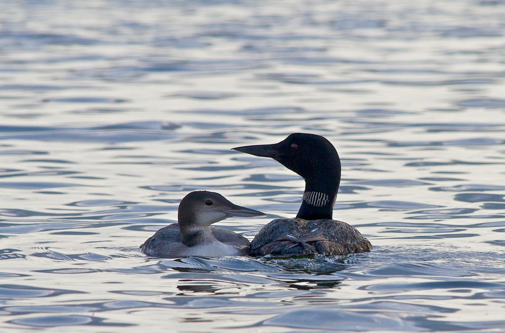 Long-term study to assess recovery of Wisconsin loons from mercury and lead exposure