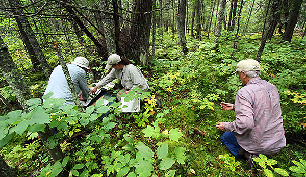 brule river vegetative study climate change on plants