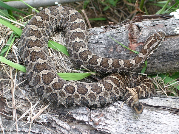 eastern massasauga rattlesnake photo provided by WI DNR