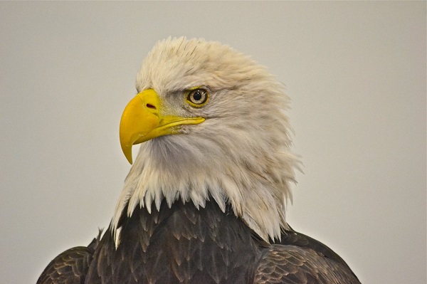 A close up of Angel, an Eagle Ambassador from the National Eagle Center. Photo by Tim Sweet.