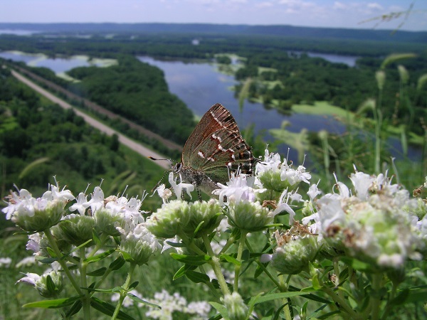 How to help Wisconsin's 150 species of butterflies