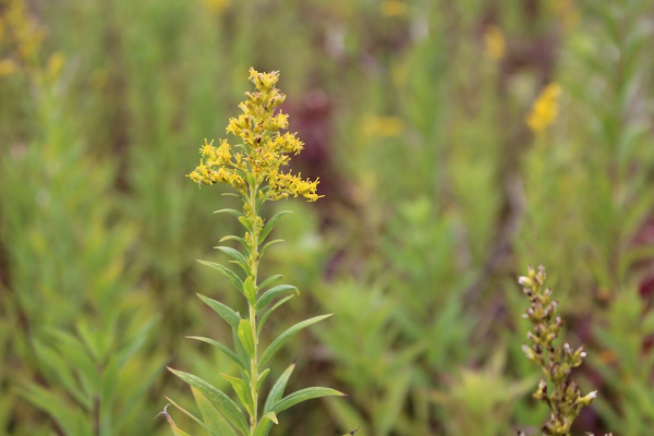 First Cherish Wisconsin Outdoors Fund grant impacts three State Natural Areas