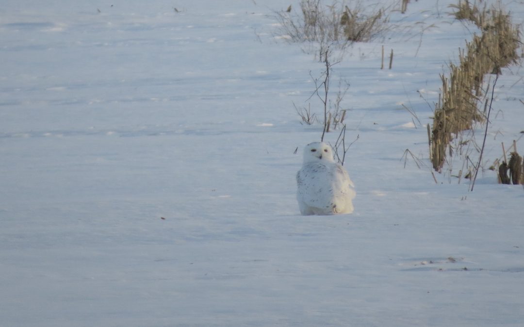 Help Track Snowy Owls!