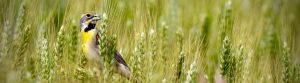 Bird in field