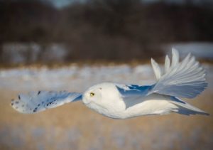 Flying snowy owl