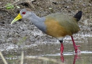 Grey-necked Wood Rail walking in shallow water