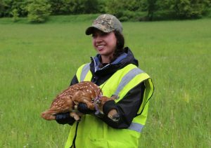 Person wearing a bright yellow vest holding a blindfolded and collared fawn in a field