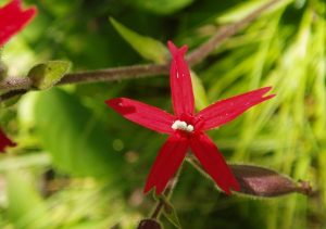 Rare fire pink. Photo by Nate Fayram WDNR