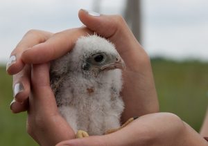 Kestrel Banding Field Trip. Photo by Nathan Dallesasse