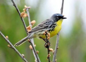 Kirtland's Warbler by JTrick