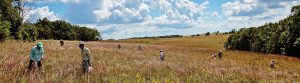 Muralt Bluff Prairie Seed Collecting By Jerry Newman Background