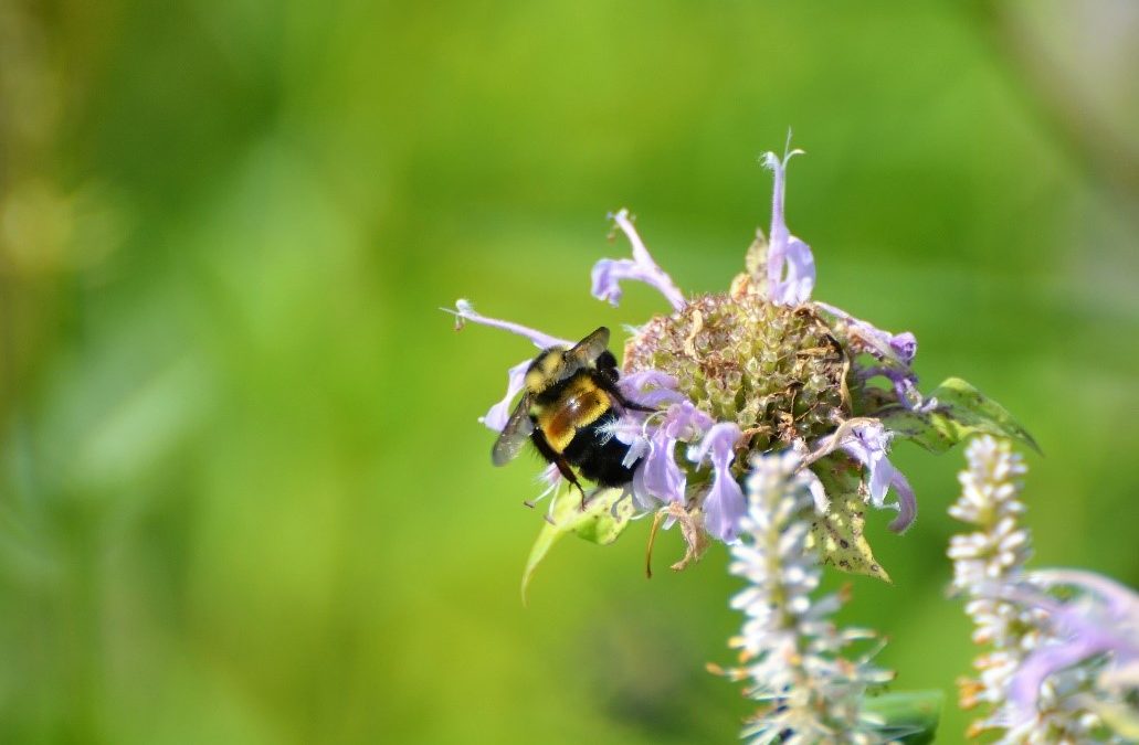 Rusty patched bumble bee. Photo by Jay Watson, WDNR.