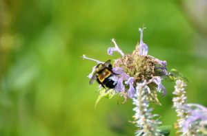 Rusty patched bumble bee. Photo by Jay Watson, WDNR.