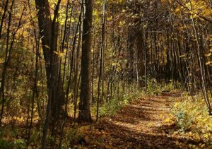 Western Great Lakes Bird and Bat Observatory in Autumn. Photo by Bill Mueller.