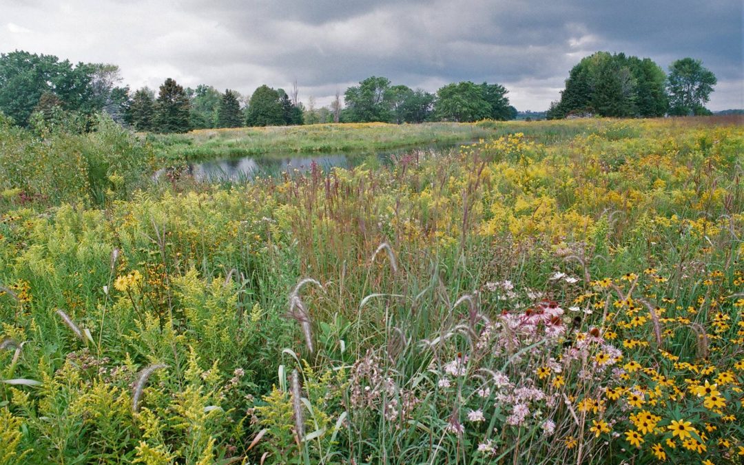 Spring Flowers at Western Great Lakes Bird and Bat Observatory. Photo by Bill Mueller.