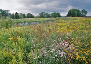 Spring Flowers at Western Great Lakes Bird and Bat Observatory. Photo by Bill Mueller.