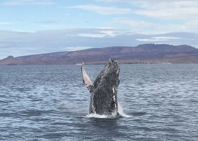 Photo of a gray whale from 2018 Baja trip with the Natural Resources Foundation of Wisconsin