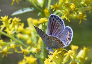 Karner Blue Butterfly. Photo by B Bartel.