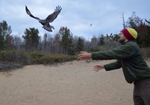 Releasing a raptor at Cedar Grove Ornithological Station. Photo by Cedar Grove Ornithological Station.