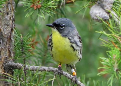 Kirtlands Warbler. Photo by Kim Grveles.