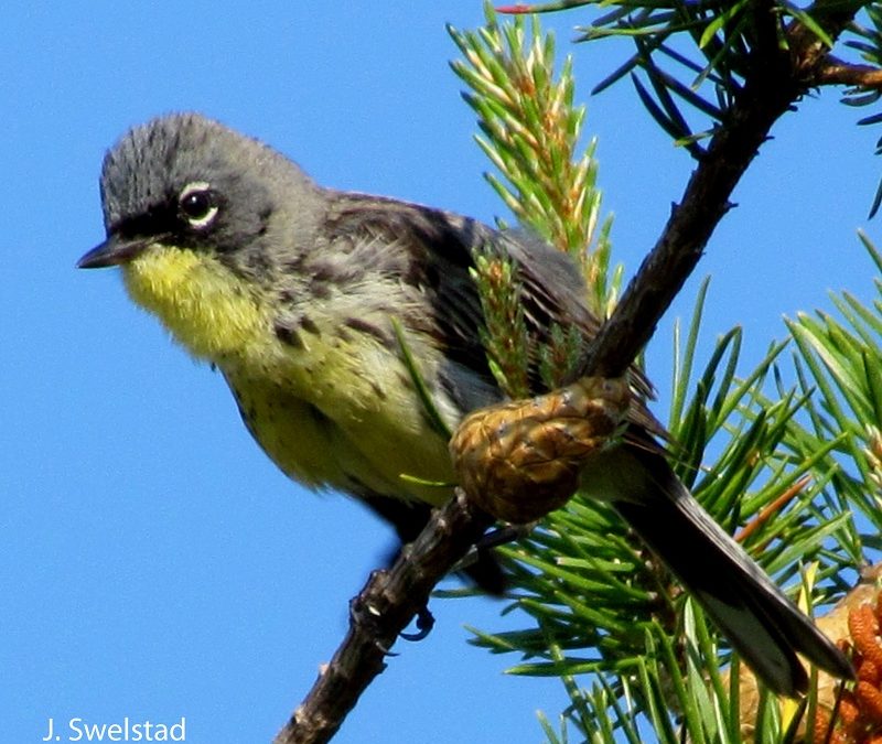 Kirtlands Warbler. Photo by J Swelstad.