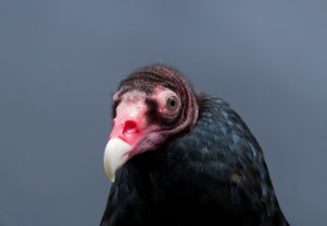 Close up of a turkey vulture