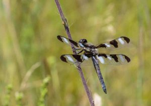 Twelve spotted skimmer. on the stem of a plant
