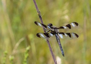 Twelve spotted skimmer. Photo by B Bartel.