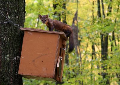 American Marten. Photo by Michele Woodford.