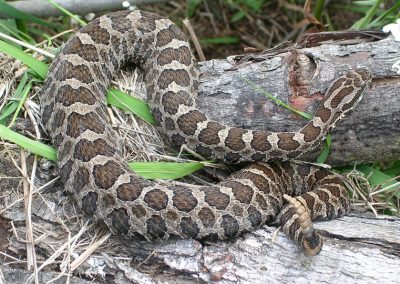 Eastern Massasauga. Photo by WDNR