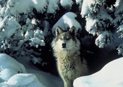 Gray wolf. Photo by Tracy Brooks.