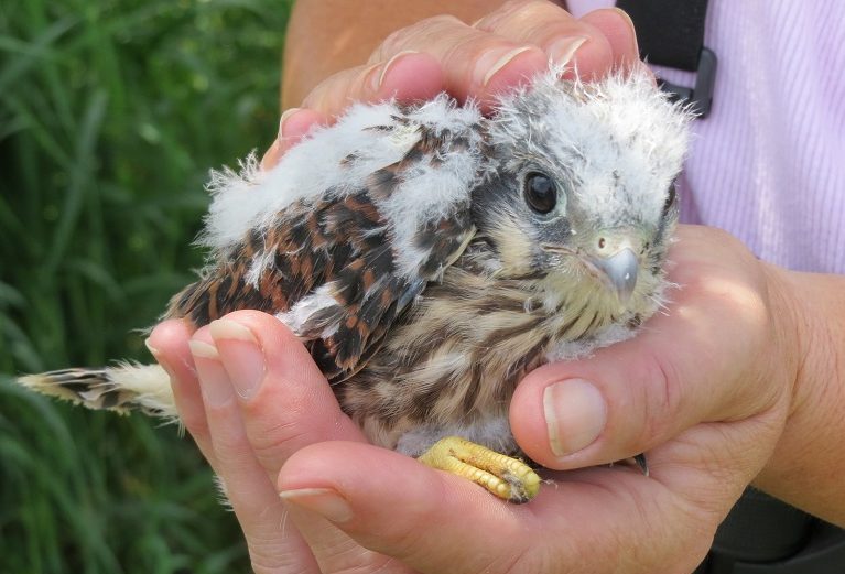 Kestrel banding Field Trip. Photo by Dave Moffat