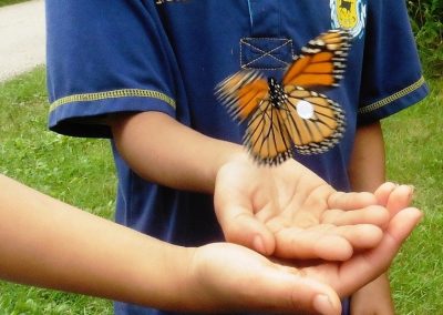 Monarch butterfly tagging. Photo by Collette Jarvela Kuhnen.